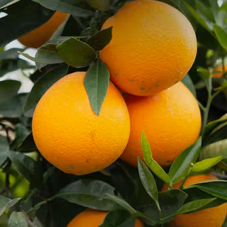 Oranges 3