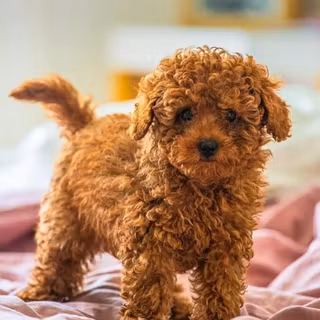Maltipoo
