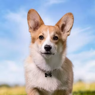 Corgi