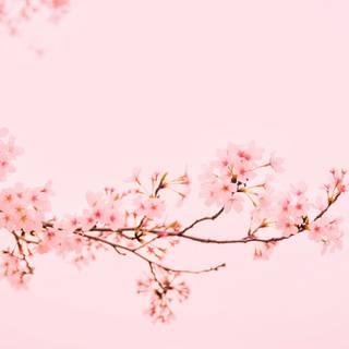 Light Pink Cherry Bossoms