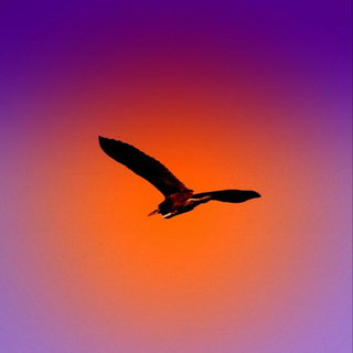 Solo flight