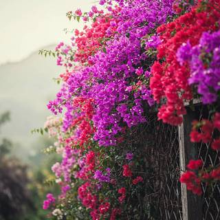 Bougainvillea