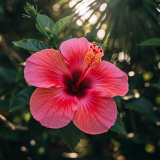 Hibiscus