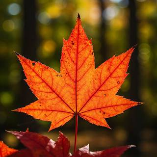 Maple Leaf