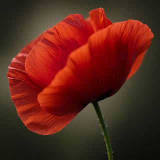 Poppy