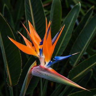 Bird of Paradise