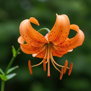 Michigan Lily