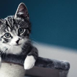 pisica tarcata uitandu-se