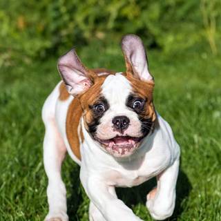 Frenchie puppy