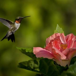 Humming Bird Feeding Flower