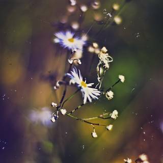 floare de musetel uscat