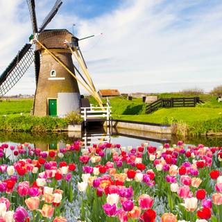 Windmill with tulips in Holland