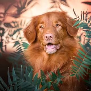 cainele din verdeata