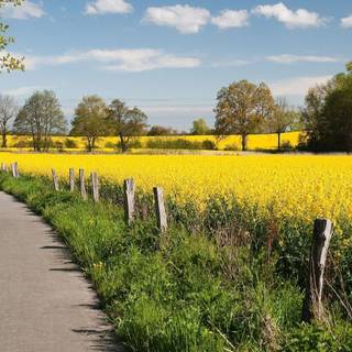 Road