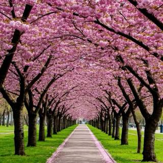 Cherry trees