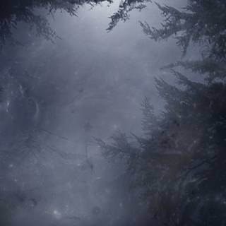 Foggy Morning 