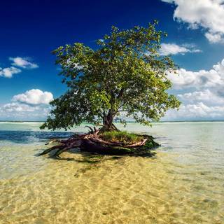 Lumină de plajă copac