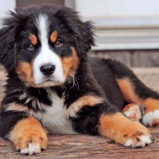 cute puppy