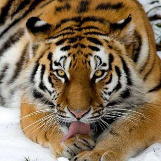tigerlovesnow