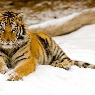 tiger in snow