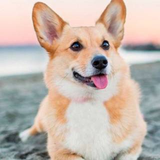 corgi