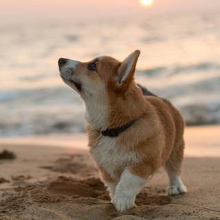 corgi