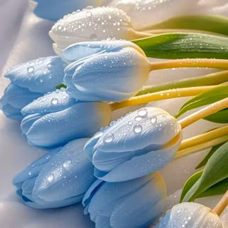 Blue tulips