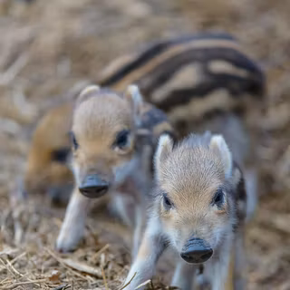 Two baby warthogs