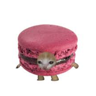 macaron :3