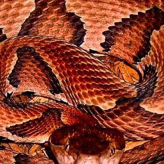 Copperhead 