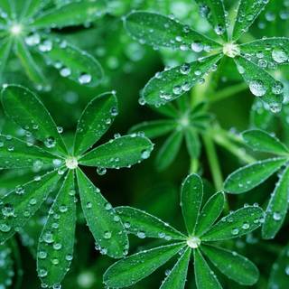Drops Of Water Leaf Green Plant