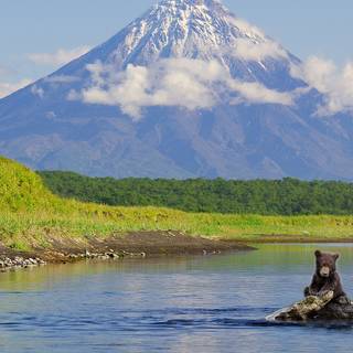 The volcanic Kamchatka and bear