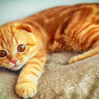 Ginger Cat