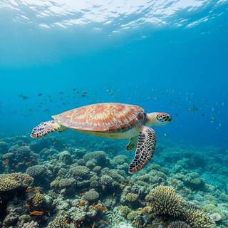 Sea Turtle