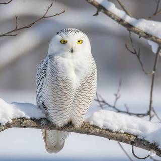 Snowy Owl