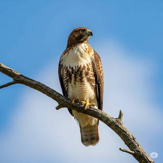 Red-Tailed Hawk