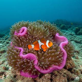 Clown Fish