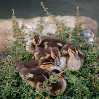 Baby ducks