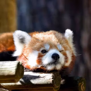 Red Panda