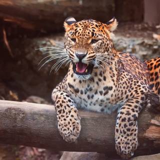 Leopard