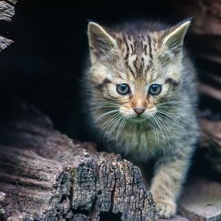 Micuta Pisică sălbatică