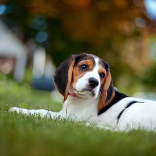 Câine beagle trist întins pe iarbă