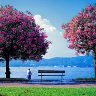 Pescuitul si pomii infloriti 