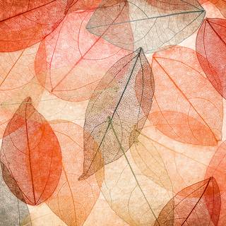 Autumn abstract 