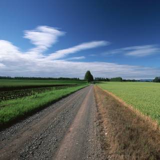 Camino