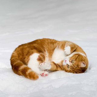 Kitten in the snow