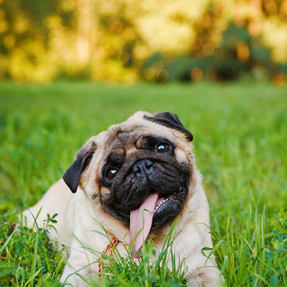 Goofy Pug