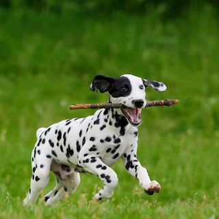 Dalmatian Puppy
