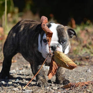 Bulldog Puppy