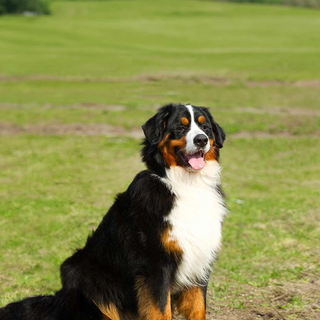 Bernease Mountain Dog